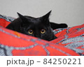 猫じゃらしを狙う子猫 84250221