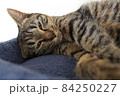 今にも寝落ちしそうな猫 84250227