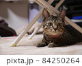 飼い主を目で追う猫 84250264