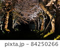 北海道のソメイヨシノトンネル 84250266