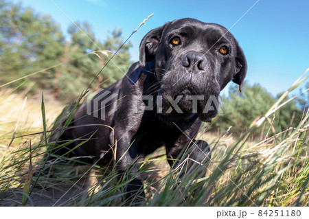 Scared dog between the big bents Scared dog between the big bents 84251180