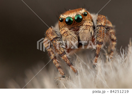 Portrait of a nice brown jumping spider Portrait of a nice brown jumping spider 84251219