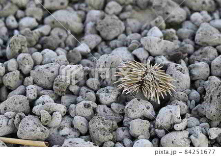 奄美大島の海岸漂着物　ツマジロナガウニと軽石 84251677