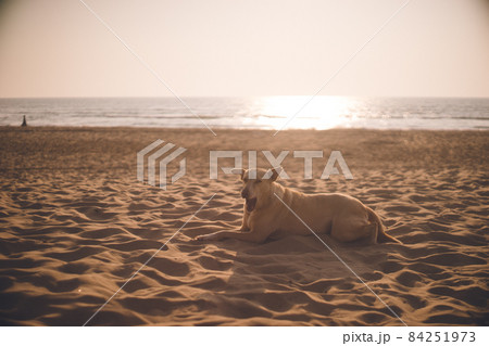インド カルナータカ州ゴカルナのメインビーチの夕陽と砂浜にのんびりする野良犬 84251973