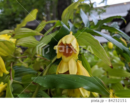 キイジョウロホトトギス キイジョウロホトトギス 84252151