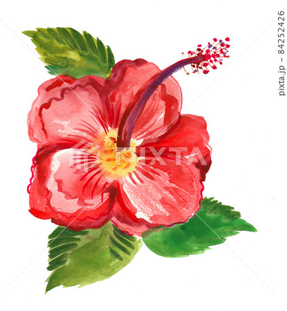 Red hibiscus flower. Ink and watercolour drawing 84252426