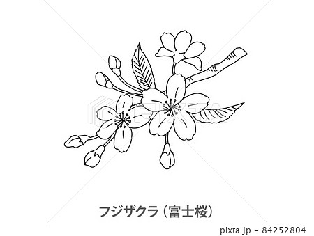 県花 フジザクラ 富士桜 山梨県 線画のイラスト素材