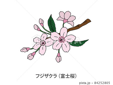 県花 フジザクラ 富士桜 山梨県のイラスト素材