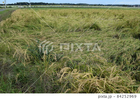 風水害の被害にあった稲穂 84252969