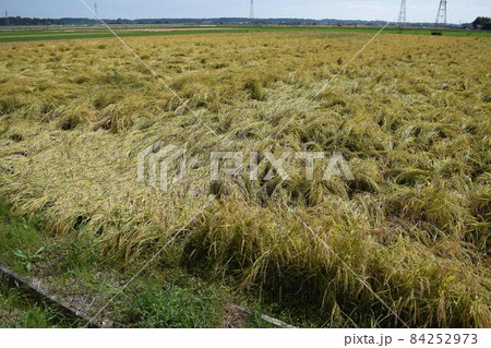 風水害の被害にあった稲穂 84252973