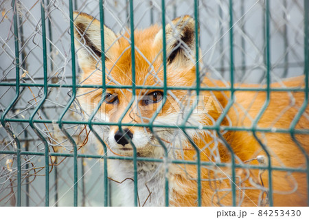 Beautiful red fox suffers in a cage 84253430
