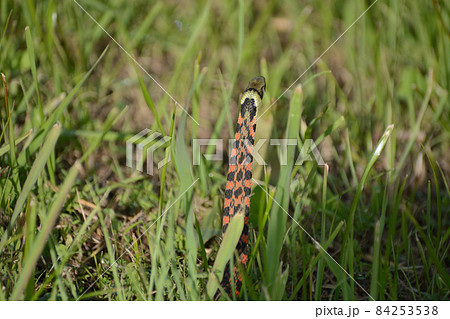 ヤマカガシ・赤楝蛇 84253538