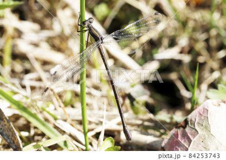 オオアオイトトンボ オオアオイトトンボ 84253743