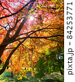赤黄緑のコントラストが綺麗な紅葉 84253771