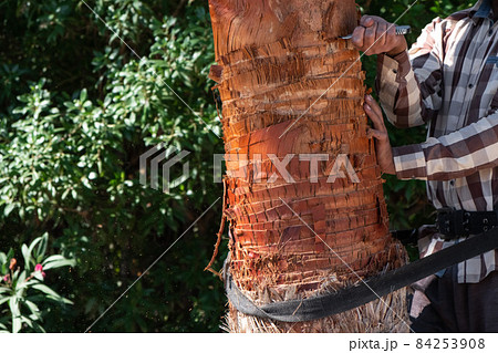 A gardener pruning leaves of palm.Trimming and cutting large palm trees in gardening work. Sawdust came out during working. 84253908