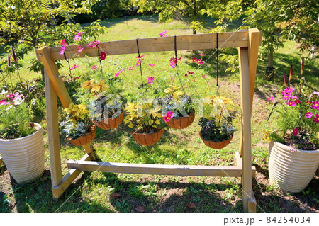 ハンギングバスケットの花　コスモス 84254034