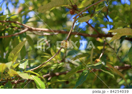 クヌギ　ドングリの実 84254039