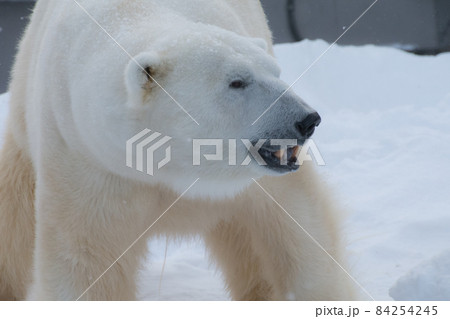 大人のシロクマの写真素材 [84254245] - PIXTA
