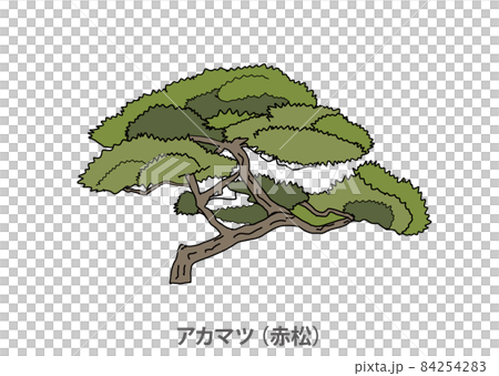 [Prefectural tree] Red pine (Akamatsu) Yamaguchi Prefecture 84254283