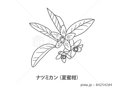 【県花】ナツミカン（夏蜜柑）山口県－線画 84254284