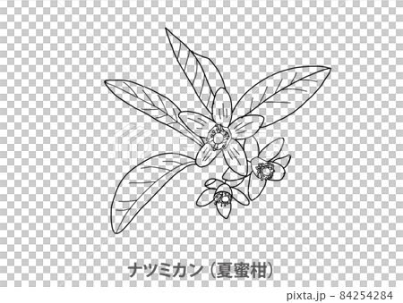 [Prefectural flower] Natsumikan (Natsudaidai) Yamaguchi Prefecture-Line drawing 84254284