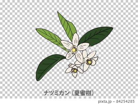 [Prefectural flower] Natsumikan (Natsudaidai) Yamaguchi Prefecture 84254285