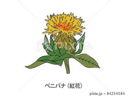 【県花】ベニバナ（紅花）山形県 84254584