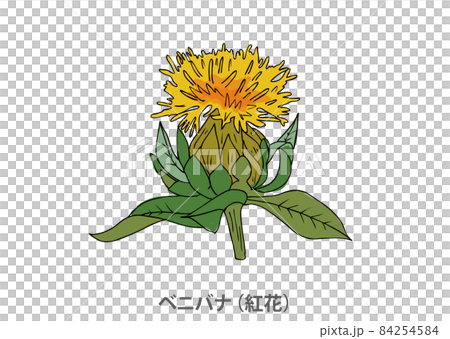 【県花】ベニバナ（紅花）山形県 84254584