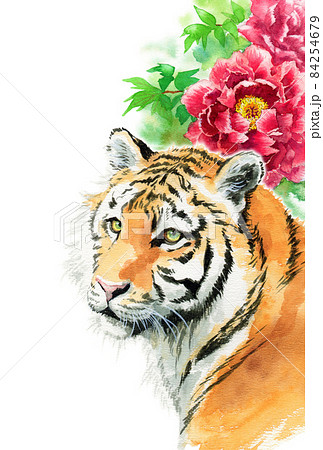 年賀用素材アナログ水彩虎の顔と冬の花赤の牡丹 84254679