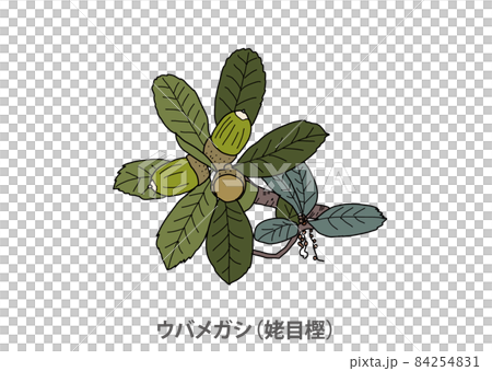 【県木】ウバメガシ（姥目樫）和歌山県 84254831