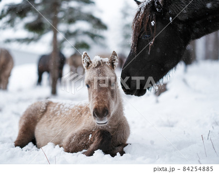 道産子の親子 84254885