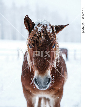 冬の道産子 84254892