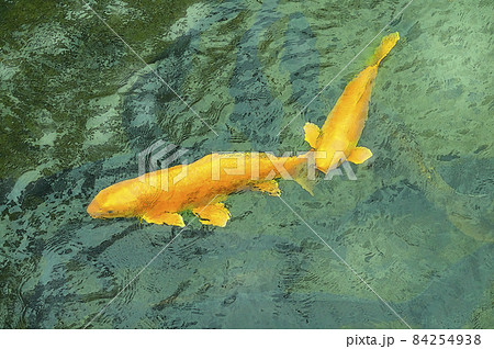 山吹黄金鯉のランデブー 84254938