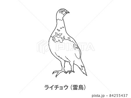 【県鳥】ライチョウ（雷鳥）富山県－線画 84255437