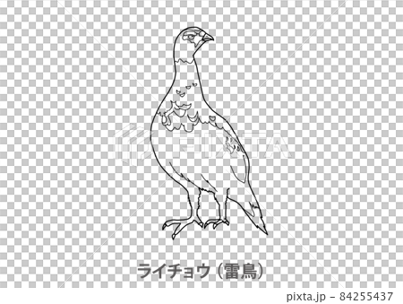 【県鳥】ライチョウ（雷鳥）富山県－線画 84255437