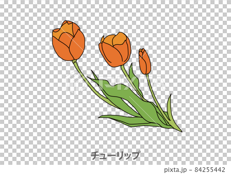 [Prefectural flower] Tulip Toyama prefecture 84255442