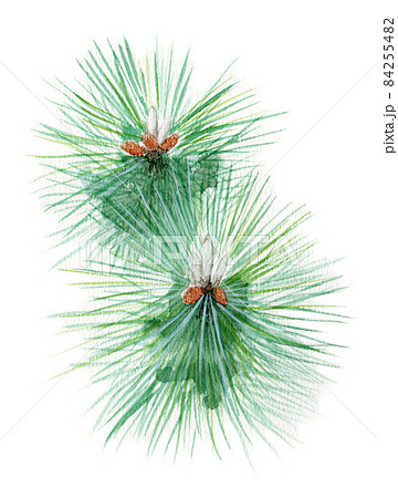 アナログ水彩松の葉 84255482