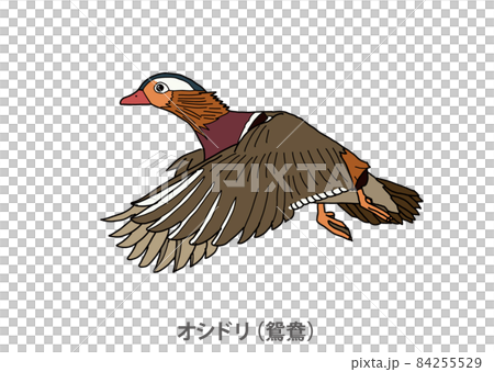 [縣鳥]鴛鴦（鴛鴦）鳥取縣 84255529