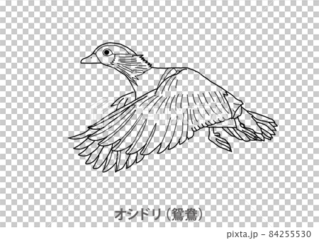 【縣鳥】鴛鴦（鴛鴦）鳥取縣線描 84255530