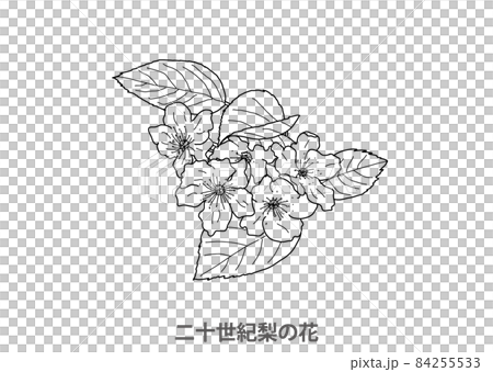 [縣花]日精梨花鳥取縣線描 84255533
