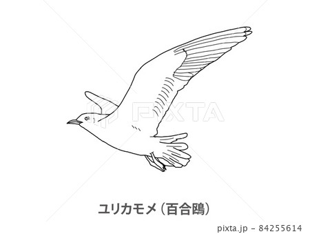 百合鴎