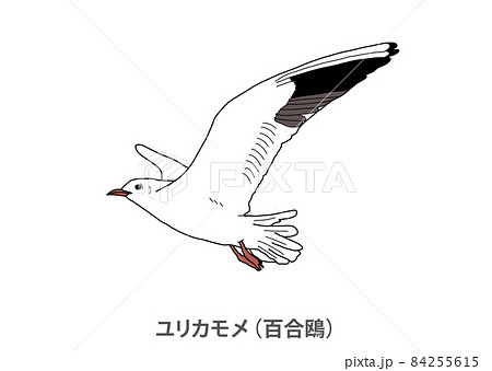 【県鳥】ユリカモメ（百合鴎）東京都