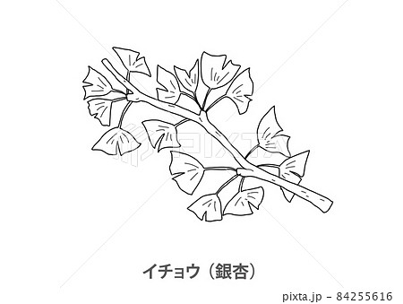 県木 イチョウ 銀杏 東京都 線画のイラスト素材