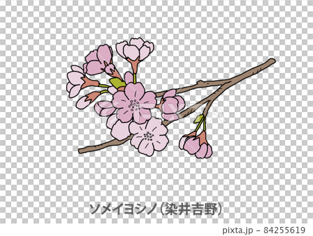 [Prefectural flower] Yoshino cherry tree (Yoshino cherry tree) Tokyo 84255619