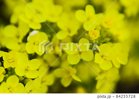 菜の花のクローズアップ 菜の花のクローズアップ 84255728