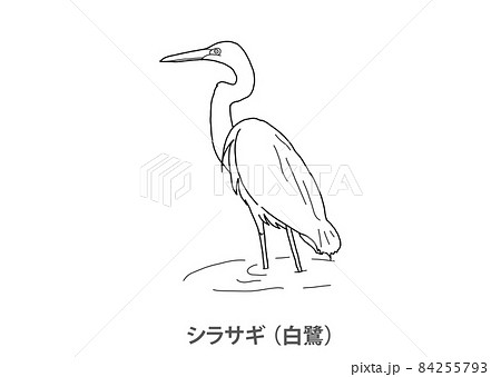 県鳥 シラサギ 白鷺 徳島県 線画のイラスト素材