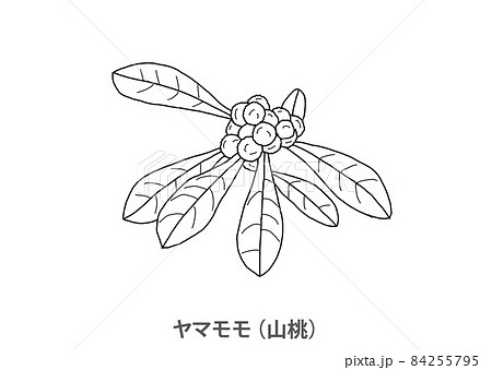 【県木】ヤマモモ(山桃)徳島県-線画 【県木】ヤマモモ(山桃)徳島県-線画 84255795