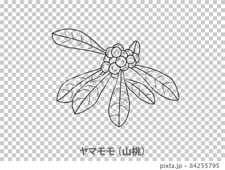 [Prefectural tree] Bayberry (Yamato) Tokushima Prefecture-Line drawing 84255795