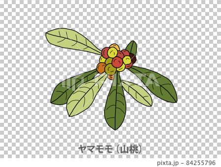 [Prefectural tree] Bayberry (Yamato) Tokushima Prefecture 84255796