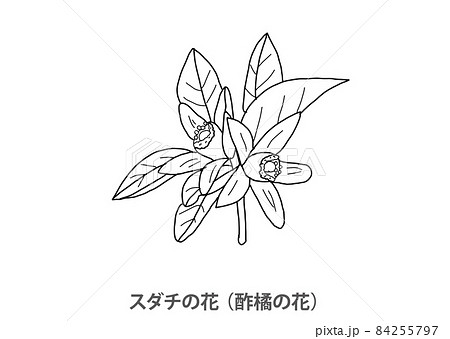 県花】スダチの花（酢橘の花）徳島県－線画のイラスト素材 [84255797